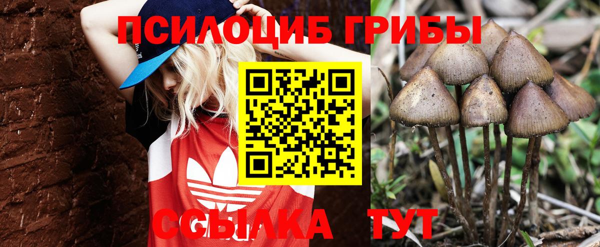 Псилоцибиновые грибы Cubensis  Вход с VPN  Туапсе  Псилоцибиновые грибы GOLDEN TEACHER 